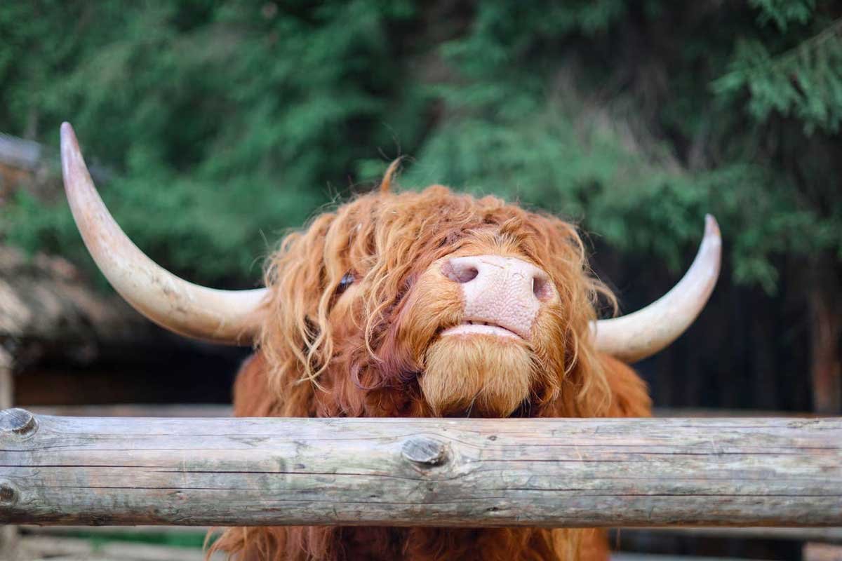 Cow Names