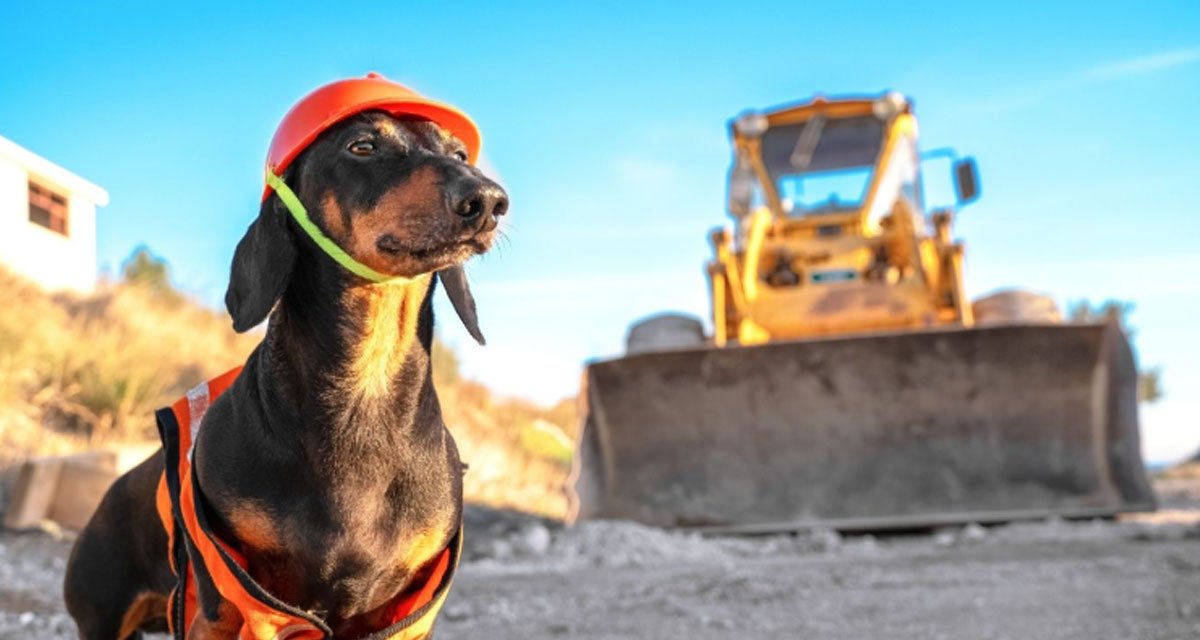How Construction Debris Can Put Your Pets at Risk
