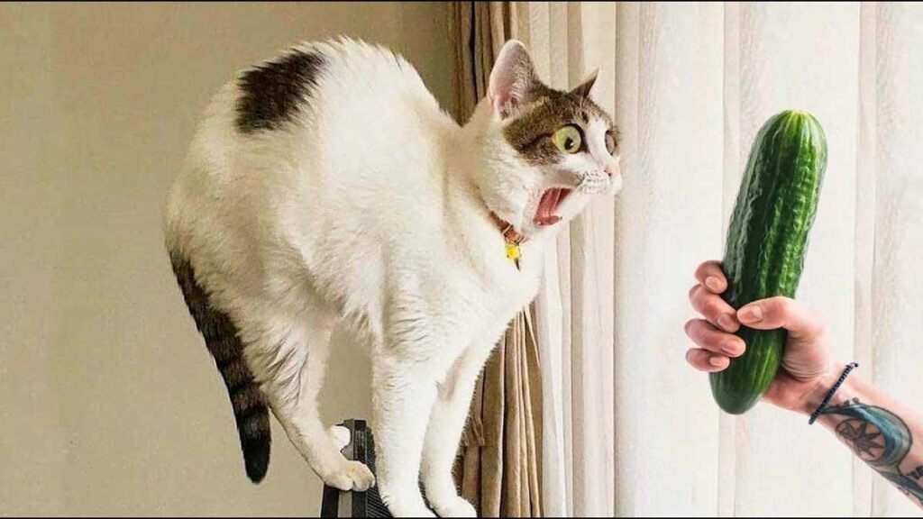 How to Capture and Share Your Pet’s Funniest Moments