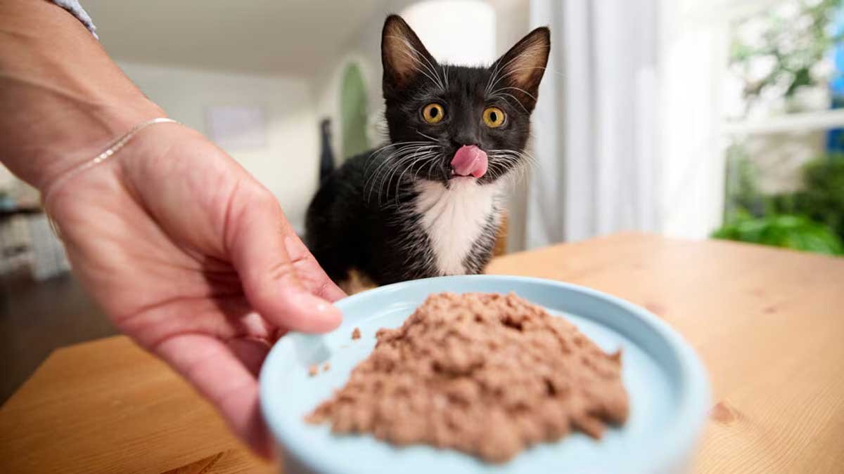 My 3 Month Old Kitten Each Day