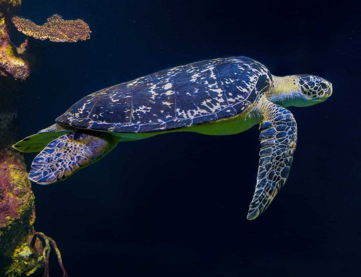 Turtle Names