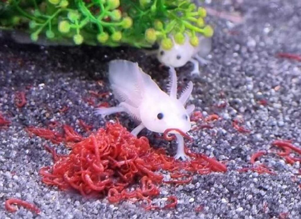 What Do Axolotls Eat