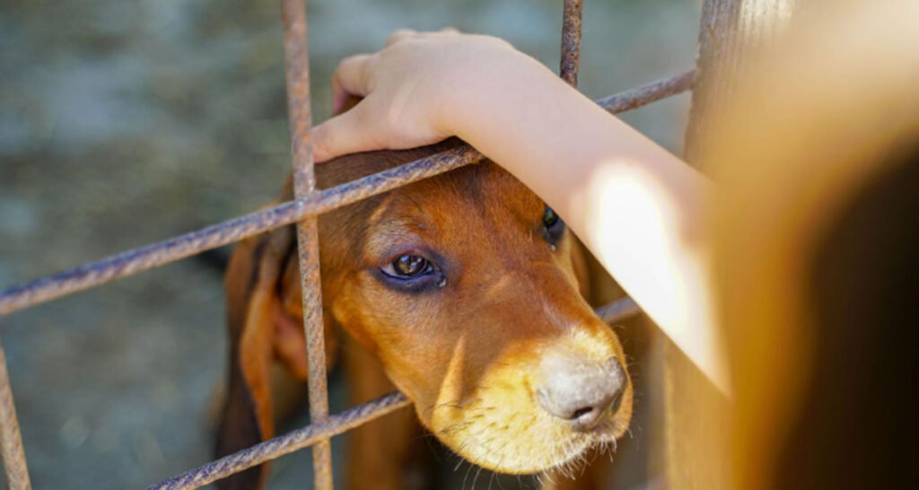 What to Buy Before Bringing Home a New Puppy: A New Family Checklist