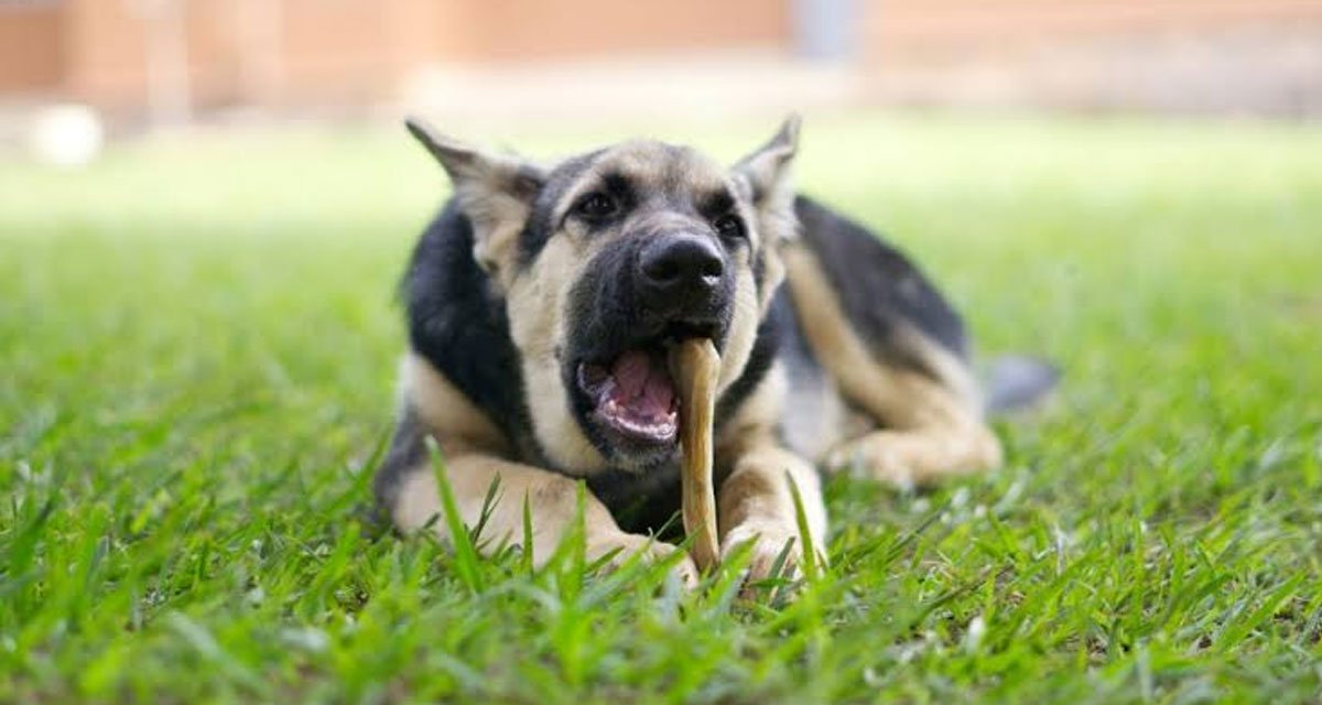 Why Some Dogs Need Monster Bully Sticks to Stay Satisfied