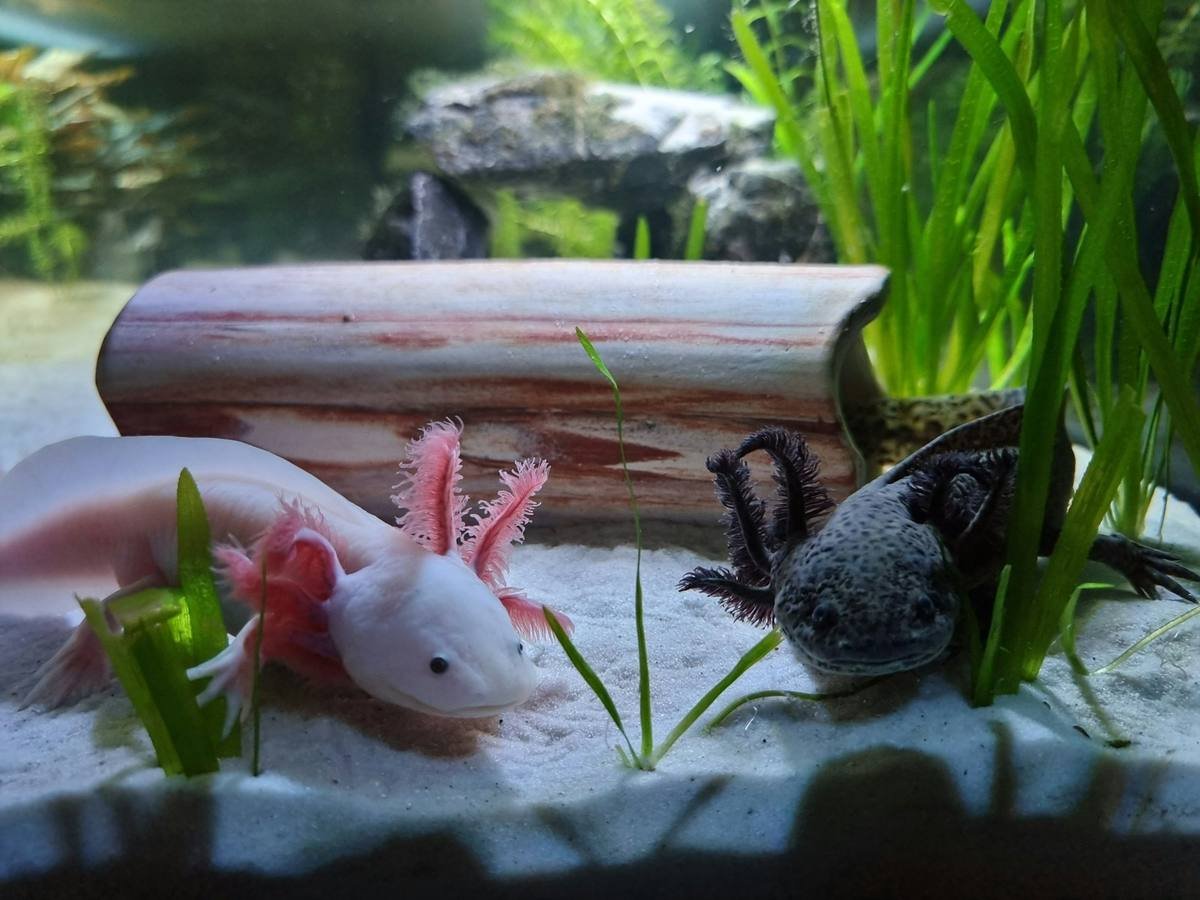 Pink leucistic axolotl beside a dark wild type axolotl on white aquarium sand