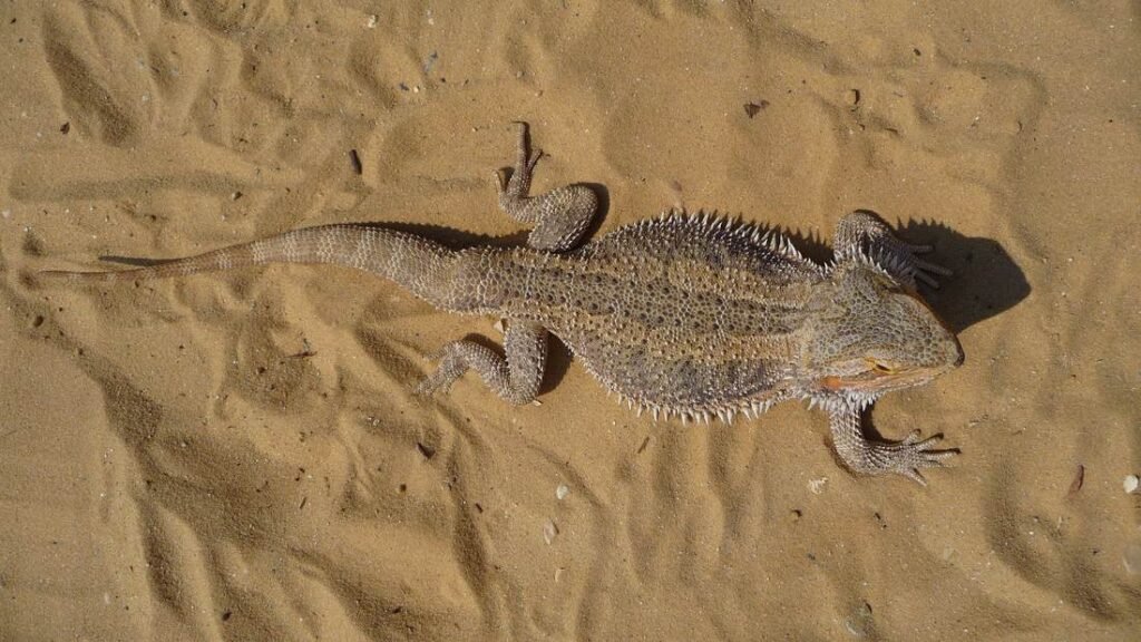 Central bearded dragon (Pogona vitticeps) resting on a branch