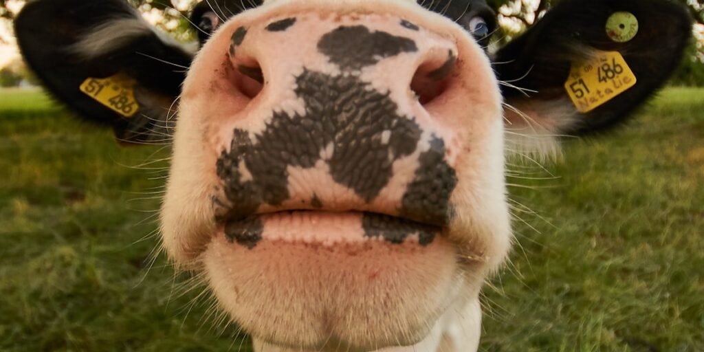 Brown and white cow in a pasture looking at the camera, illustrating how markings drive cow names