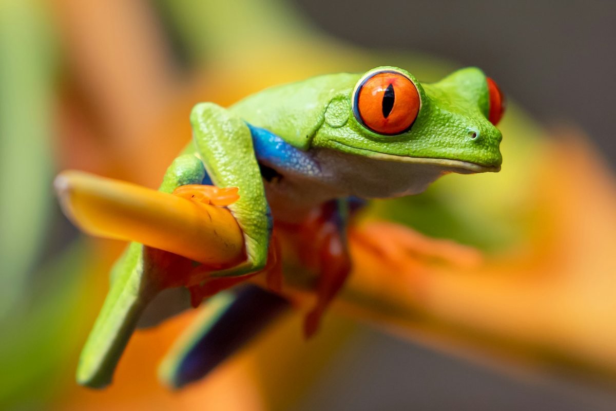 Red-eyed tree frog perched on a bright orange flower stem