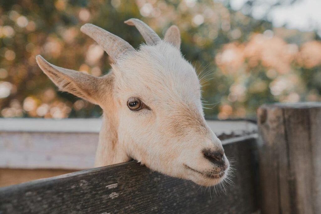 Young white goat looking over a fence rail on a farm