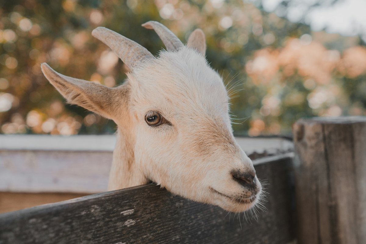 Young white goat looking over a fence rail on a farm