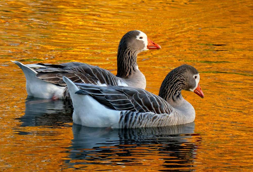 Two grey female Pilgrim geese swimming, showing the white markings around the eyes