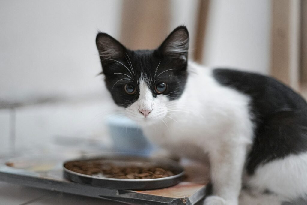 Black and white kitten at a shallow dish of kibble, the daily portion behind how much to feed a 3 month old kitten