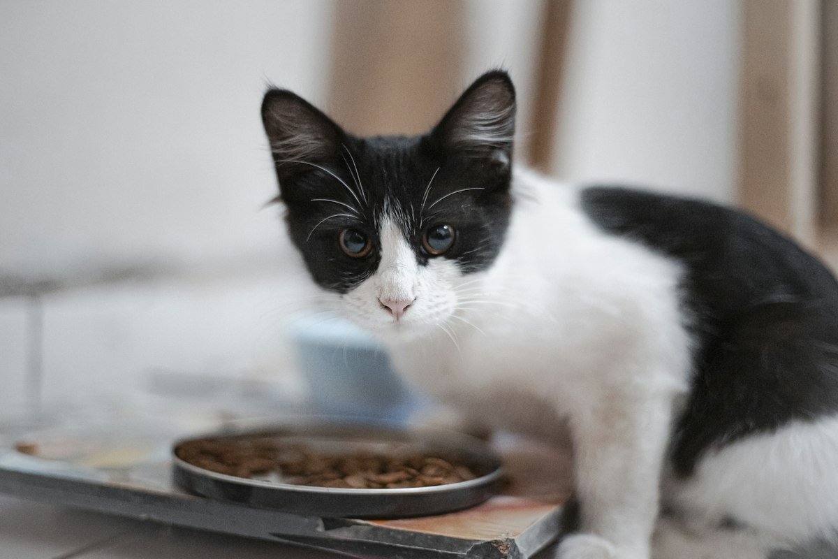 Black and white kitten at a shallow dish of kibble, the daily portion behind how much to feed a 3 month old kitten