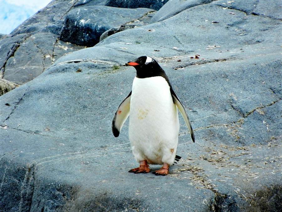 Gentoo penguin with an orange beak walking across bare rock