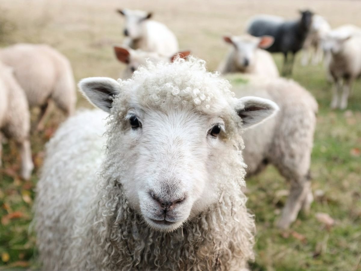 Curly-fleeced white sheep looking at the camera in front of its flock