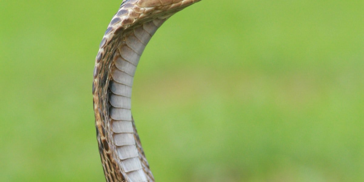 Ball python coiled on a branch, illustrating how morph and pattern drive snake names