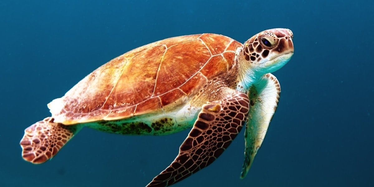 Red-eared slider turtle basking on a log, illustrating how shell markings drive turtle names