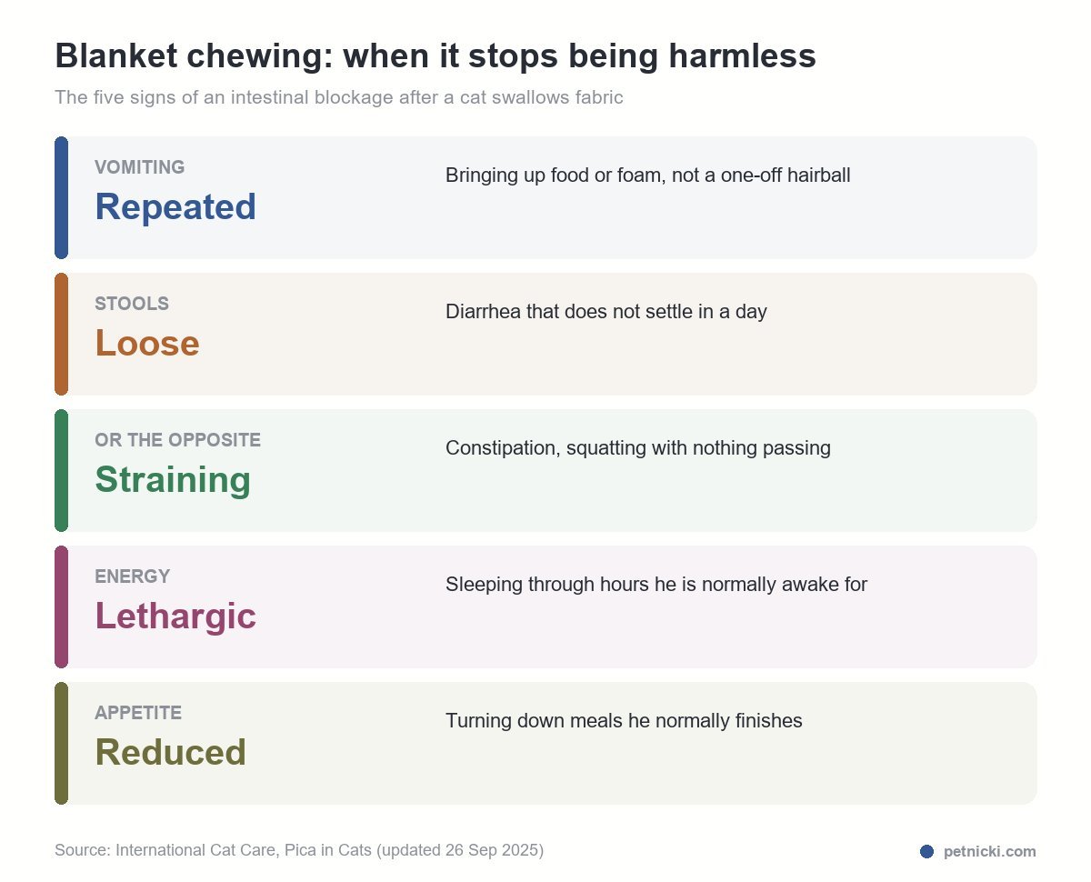 when blanket chewing needs a vet