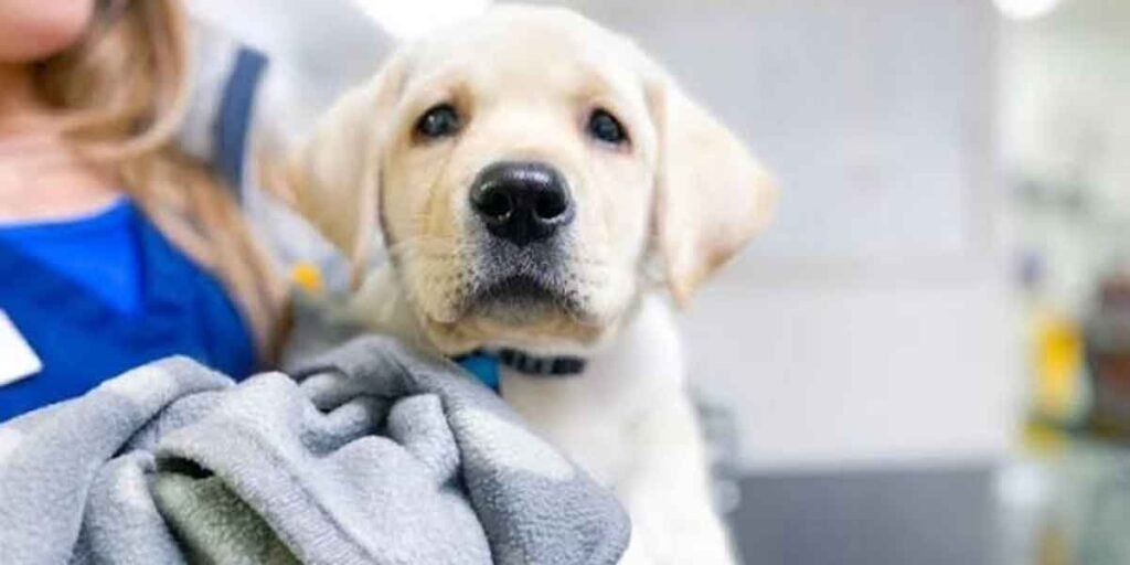 How to Choose the Right Vet for Your Dog, Even on Weekends and Holidays