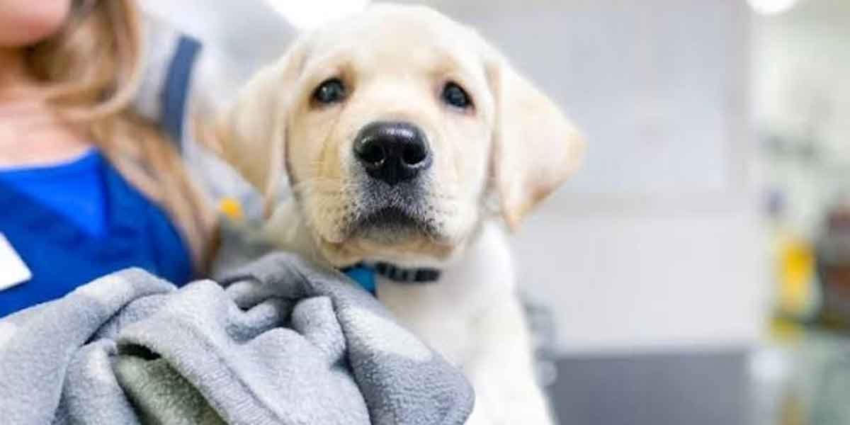 How to Choose the Right Vet for Your Dog, Even on Weekends and Holidays